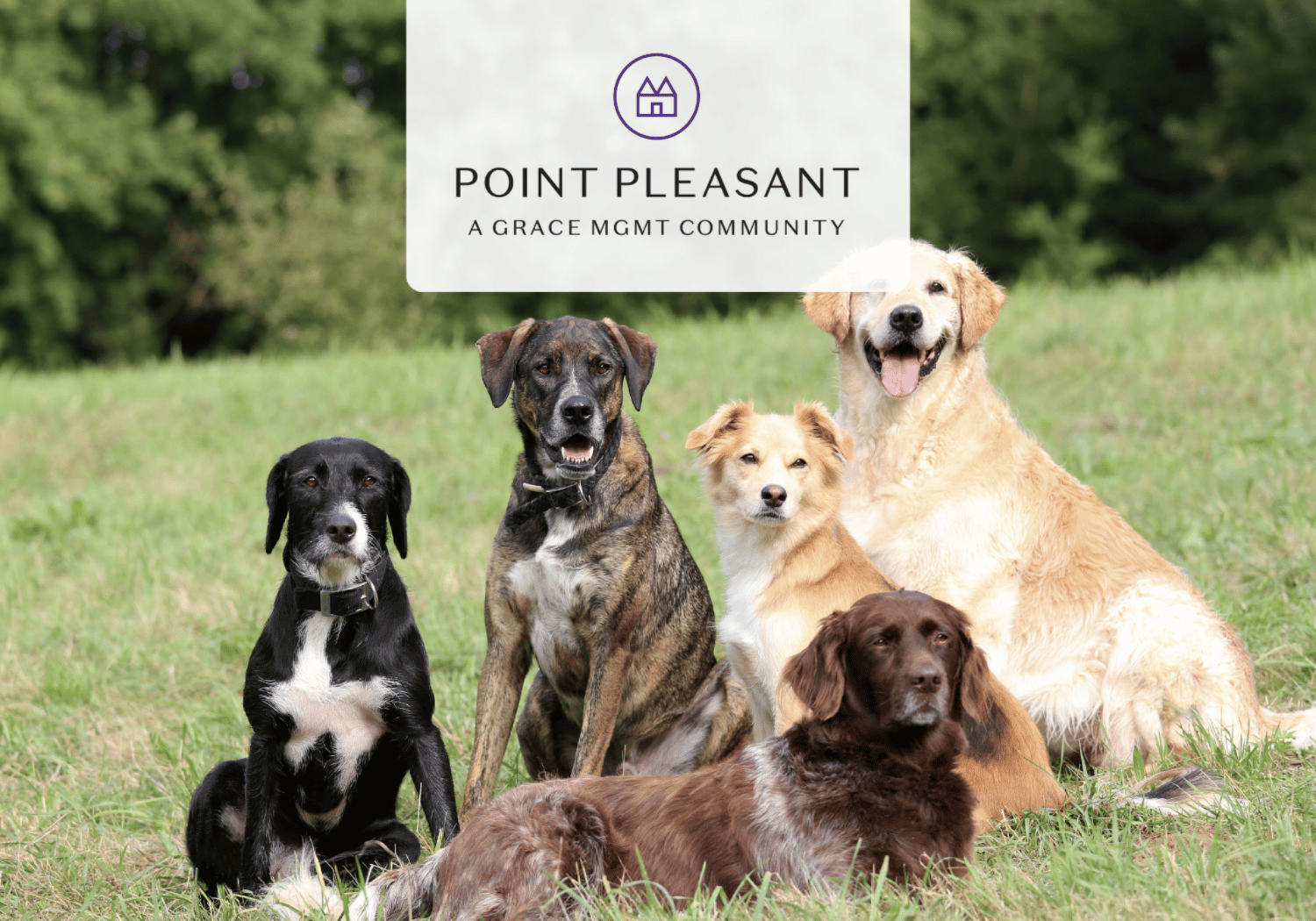 Five dogs of different breeds sit on a grassy field with a white banner above them that reads POINT PLEASANT A GRACE MGMT COMMUNITY.