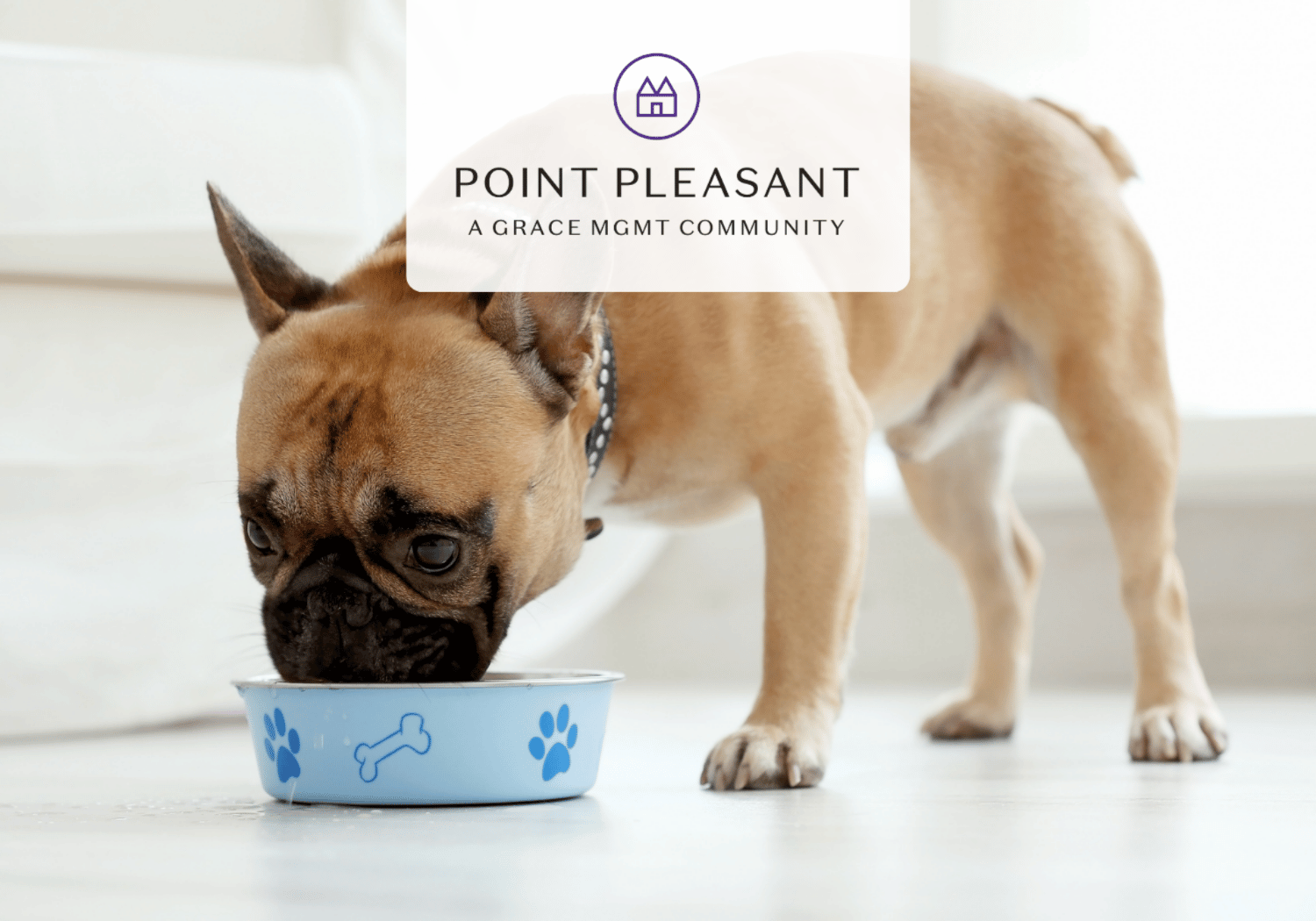 French bulldog eating from a blue bowl with paw prints indoors; logo reads Point Pleasant, A Grace MGMT Community.